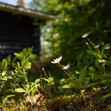 木屋 Loma-autio Aamurusko 普马拉