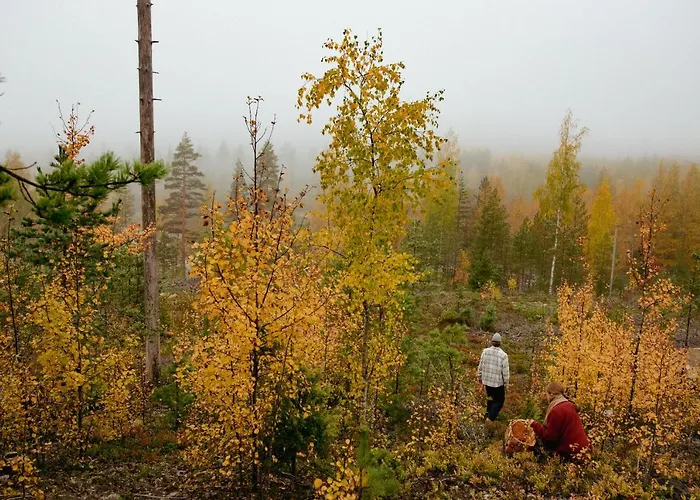 Loma-autio Aamurusko Puumala